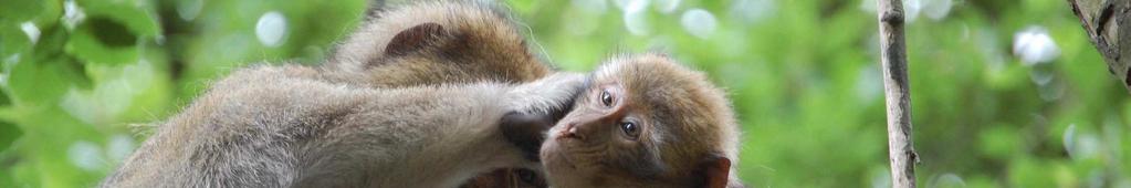 Auf einer Fläche von 25 Hektar haben 17 Berberaffenfamilien einen neuen Lebensraum gefunden - den Affenwald von Staffordshire.