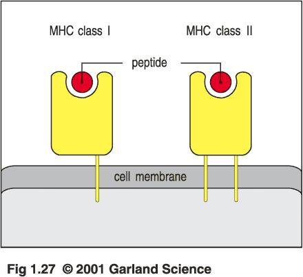 MHC-Moleküle präsentieren die Peptidfragmente von Antigenen auf