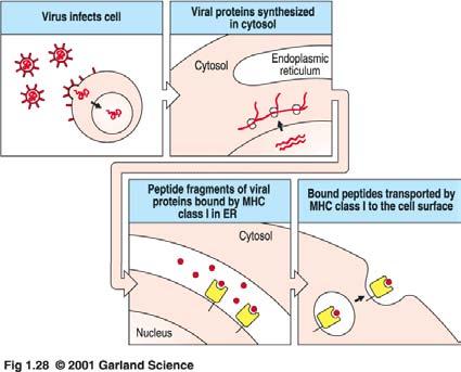MHC-I-Molekül präsentieren Antigene, die aus Proteinen im Zytosol stammen Virus infiziert eine Zelle Im Zytosol werden virale Proteine synthetisiert