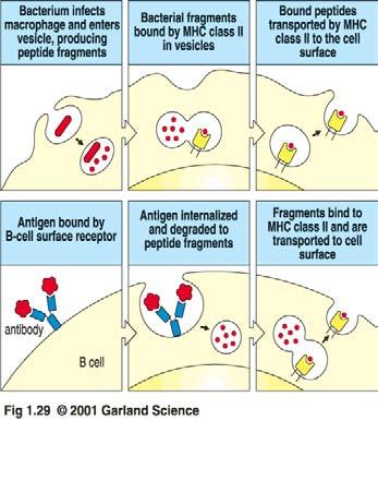 Bakterium infiziert Makrophagen und dringt in Vesikel ein; Peptidfragmente entstehen MHC-II bindet bakterielle Fragmente in den Vesikel MHC-II transportiert gebundene Fragmente an die Zelloberfläche