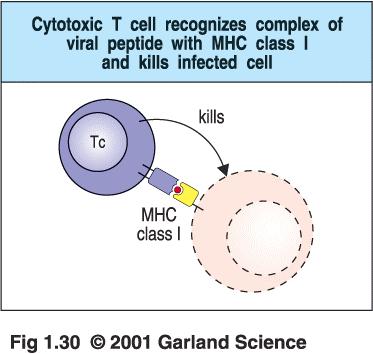 Cytotoxische T-Zellen erkennen Antigene, die von MHC-I-Molekülen präsentiert werden, und töten die Zelle ab