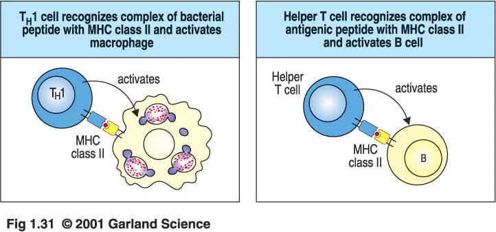 T H 1- und T H 2-Zellen erkennen Antigene, die von MHC-II-Molekülen präsentiert werden T H 1-Zelle erkennt Komplex aus bakteriellem Fragment und MHC-II und aktiviert