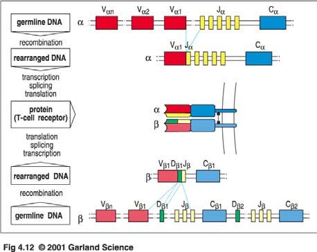 Umordnung und Expression der Gene für die α- und β-kette des T-Zell-Rezeptors Keimbahn-DNA Rekombination umgeordnete DNA