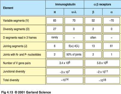 Die Anzahl der menschlichen T-Zell-Rezeptor-Gen-Segmente und die Ursachen der T-Zell-Rezeptor-Vielfalt im Vergleich zu den Immunglobulinen Element Immunglobulin α:β - Rezeptoren V-Segmente