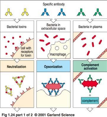 bakterielle Toxine spezifische Antikörper Bakterien im extrazellulären Raum Bakterien im Plasma Antikörper können auf drei Arten an der