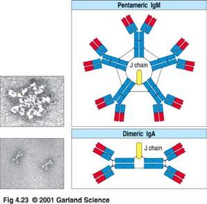 IgM- und IgA-Moleküle können Multimere