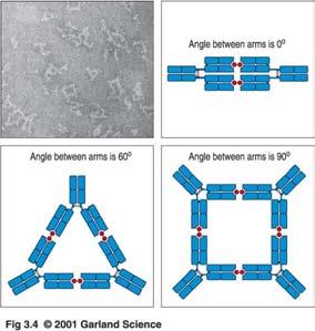 Die Antikörperarme sind durch ein flexibles Gelenk verbunden Winkel