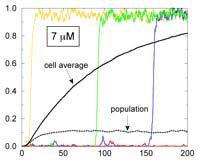 Zeitliches Verhalten des lac-operon Schalters Niedrige Induktor- Konzentration: Hohe Induktor- Konzentration: [β-galactosidase] [β-galactosidase] time (generations) Verschiedene Farben Verschiedene