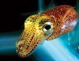 Tintenfisch mit Scheinwerfer Phänomen: Tintenfisch (Euprymna scolopes) emittiert nachts Licht => wird im Mondlicht nicht als Beute erkannt Erklärung: Lichtorgan des