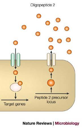Molekulares Bild von QS Bakterien exportieren Oligopeptide (auch Pheromon, bakterielles Hormon, Autoinduktor) Mit steigender