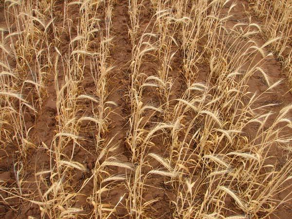 - 13 - Unter trockeneren Bedingungen steht der Weizen