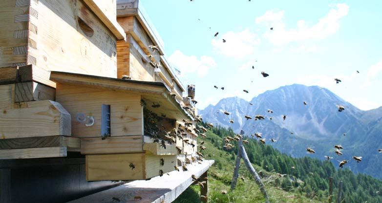 Wissenschaft und Forschung Einfluss der Bestäubung durch die Honigbiene auf die Artenvielfalt einer Hochlagenflora auf erosiven Flächen Im Folgenden werden die Ergebnisse des Projekts von DI