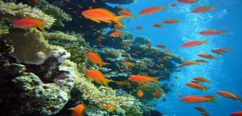 Doch vom Uferbereich ausgehend, weiter rein ins Meer, gibt es Algen, Korallenriffe, Seegrasteppiche. Der Meeresbereich heißt Flachmeer und reicht vom Ufer bis zu 80 Kilometer ins Meer hinein.