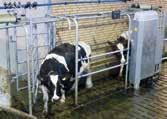 Zitzengummis sicherzustellen. Das Spülen nach jeder Kuh reduziert die Anzahl der Bakterien in den Zitzengummis.