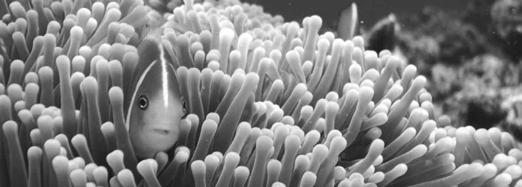 THEMEN & AGS c c Martha_Lyle/ flickr Great Barrier Reef DAS WELTNATURERBE IST IN GEFAHR Zivilgesellschaft fordert Mitwirkungsrechte in der UNESCO Welterbe diese begehrte Auszeichnung durch die UNESCO