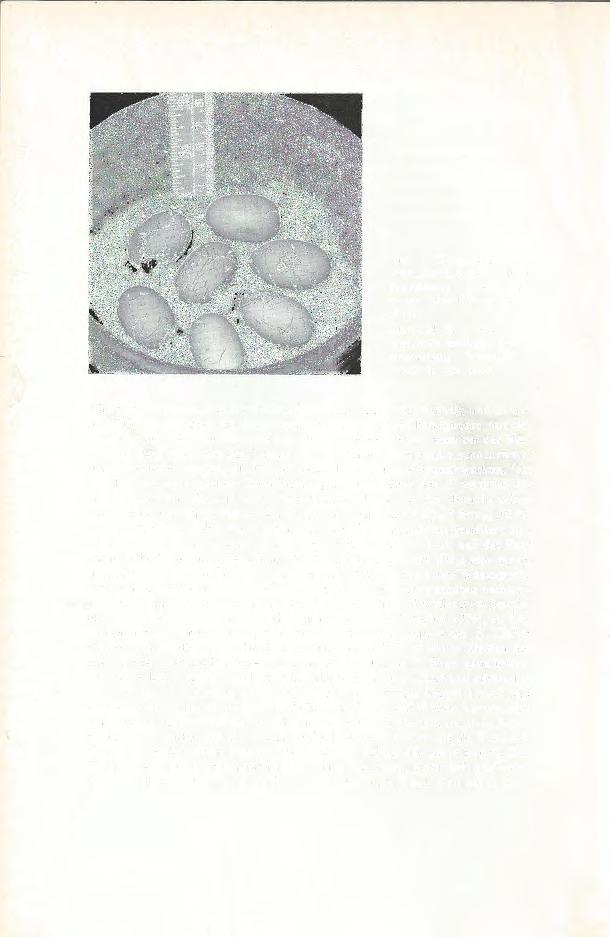 Abb. 2. Gelege vom 25. I. 1966; drei Eier mit natürlich gewachsenen Eindellungen wegen Überfüllung (siehe (Text). Clutch of 25. I. 1966; three eggs w ith naturally grown indentations because of crowding (see text).