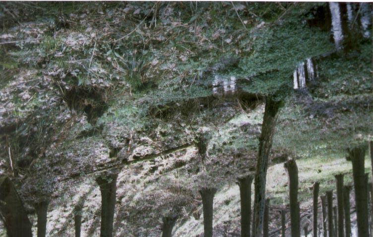 Abb. 6.32: Quellaustritt am Fuß des Sekundärabrisses (Aufnahme April 1998) Die Rutschung endet mit ihrem Rutschungsfuß etwa auf 57 m ü. NN.