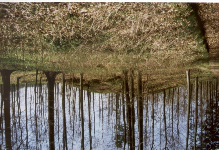 Abb. 6.44: Buckel aus Kalksteinen des Unteren Muschelkalks auf der Verebungsfläche vor dem Abrißgraben direkt vor dem Habelsee (Foto April 1998).