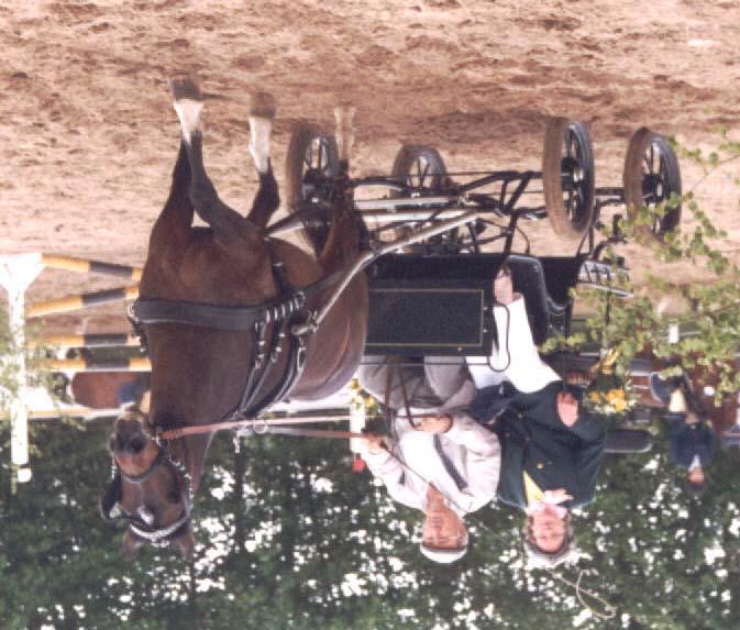 Pony, Reit- und Fahrvereinnm Borghorsterhütten e.v. 30. Ponyturnier Die Jugend stand beim Ponyturnier am 25.. und 26. Mai auf dem Turnierplatz der Familie Blötz in Tonnenberg im Rampenlicht.
