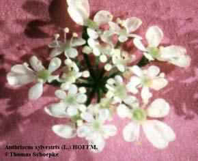 unten rauhaarig - Zweijährige Pflanze - Blütezeit : April August -