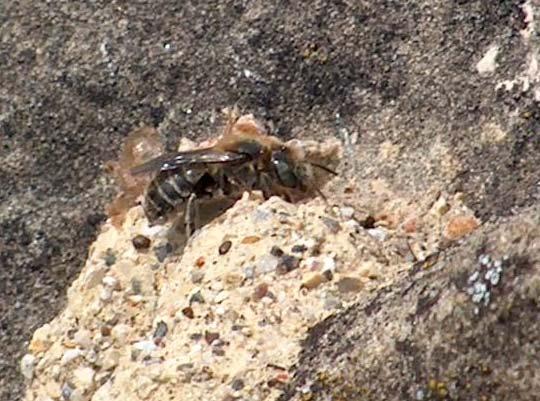Osmia) - Bauchsammlerbienen, die trocken