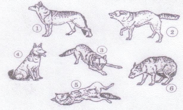 A1. An welchen Körperteilen ist am schnellsten die Stimmung des Hundes abzulesen? a) an den Nackenhaaren b) an den Ohren c) am Schwanz d) an den Augen A2.