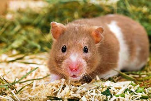 4 Hamster-Basics Hamster sind kleine, quirlige Gesellen. Sie sind richtige Entdecker, die es lieben, ihre Umgebung ausgiebig zu erkunden.
