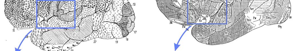 Frühe Karten teilten die Inselrinde in einen granulären hinteren und einen agranulären vorderen Teil ein (Brodmann, 1909) oder beschrieben noch ein zusätzliches präzentrales