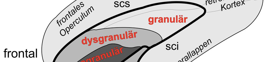 Die zytoarchitektonischen Entitäten sind in rot zugeordnet; scs Sulcus circularis superior; sci Sulcus circularis inferior; lsci lateraler Abzweig des Sulcus circularis inferior Die Frage, ob diese