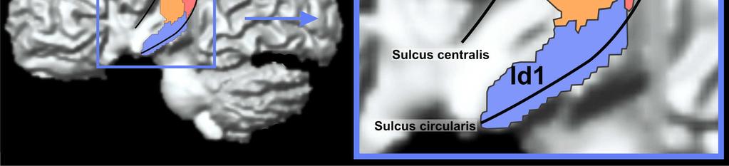 Sie zeigt auch erneut die Beobachtung, dass weder Ig1 noch Ig2 den Sulcus circularis superior erreichen.