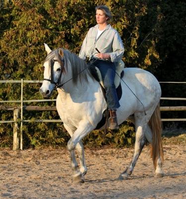 e) Touchement Richtung Knie: Möchte ich als Reiter die Hinterhand meines Pferdes aktivieren, so touchiere ich im Kniebereich.