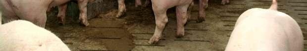 Schlachtkörperbewertung von Mastschweinen getestet.