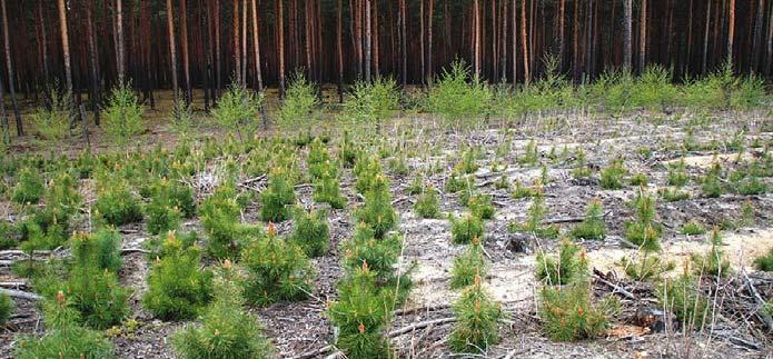 Zoologie Internationale Prozesse zum Schutz und nachhaltiger Bewirtschaftung von Wäldern Stoffhaushalt terrestrischer Biogeosysteme Forstrechtliche und