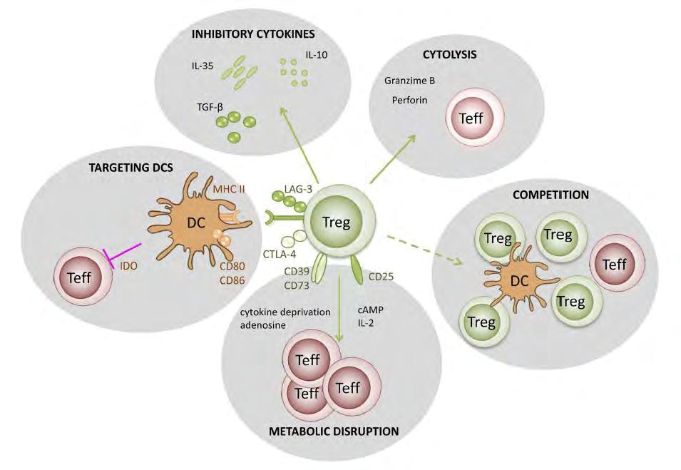 Regulatorische T-Zellen sezernieren IL-10 und TGF-b Inhibitorische Zytokine IL-35 TGF-b IL-10