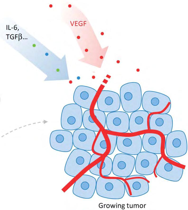 TGF-b fördert das Tumorwachstum TGF-b VEGF Angiogenese VEGF =