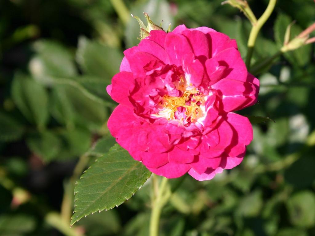 überhängend, leichter Duft Rosa 'Super Excelsa' -R- Rosa