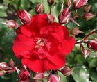 rot 150 cm dunkelrot 150 cm STRAUCHROSEN Rosa 'Roter Korsar' bogig