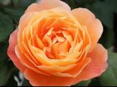 intensiv fruchtiger Duft apricot-gelb 150 cm Rosa 'Pat Austin' -Raufrecht,