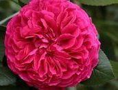 ENGLISCHE ROSEN Rosa 'James Galway' -R Aufrecht, gefüllte Blüte, mittelstarker Duft rosa mit hellrosa Rand