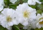 starkwüchsig, intensiver Duft, einmal blühend weiß- hellviolett Jun - Jul 700 cm Rosa 'Paul's Himalayan Musk Rambler' Rosa 'Perennial Blue' C4