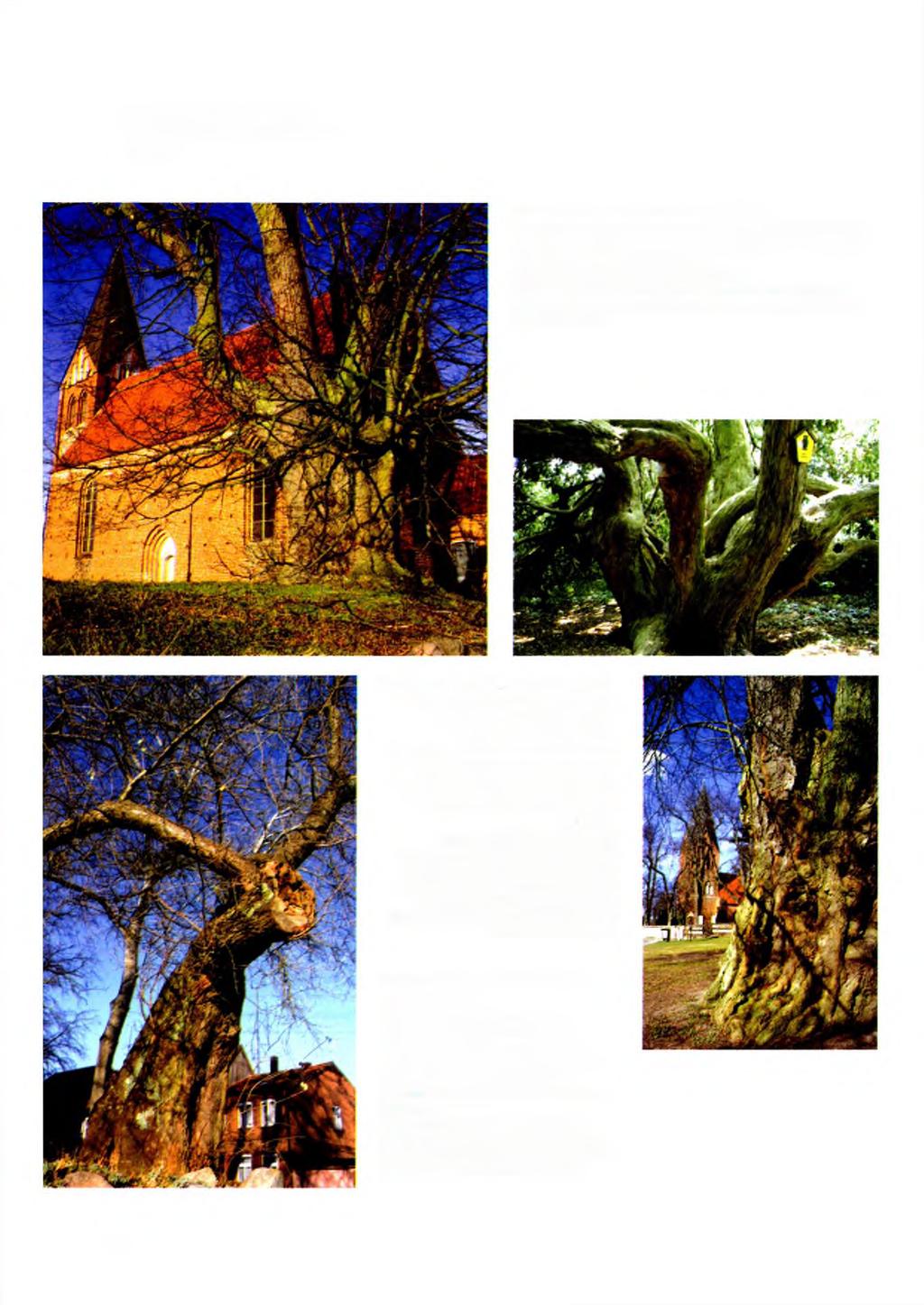 Bemerkenswerte Bäume im Umfeld der untersuchten Kirchen Sommerlinde an der Kirche in Dobbin: Mit einem Stammumfang von 640 cm gehört die Sommerlinde mit zu den ältesten und stärksten Bäumen der