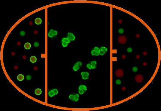 ethanolfixierten Granulozyten Bestätigung von 3 Antikörperspezifitäten mit Mikropartikeln RPGN (Rasch progrediente Glomerulonephritis) Speziell in Notsituationen Vorteile des CytoBead RPGN Screening