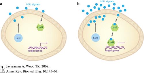 Interaktionen Quorum Sensing Pigmente Bioaktive Peptide Stressproteine Lipopolysaccharide Oberflächenaktive Substanzen Kurzkettige Fettsäuren Lektine Enzyme