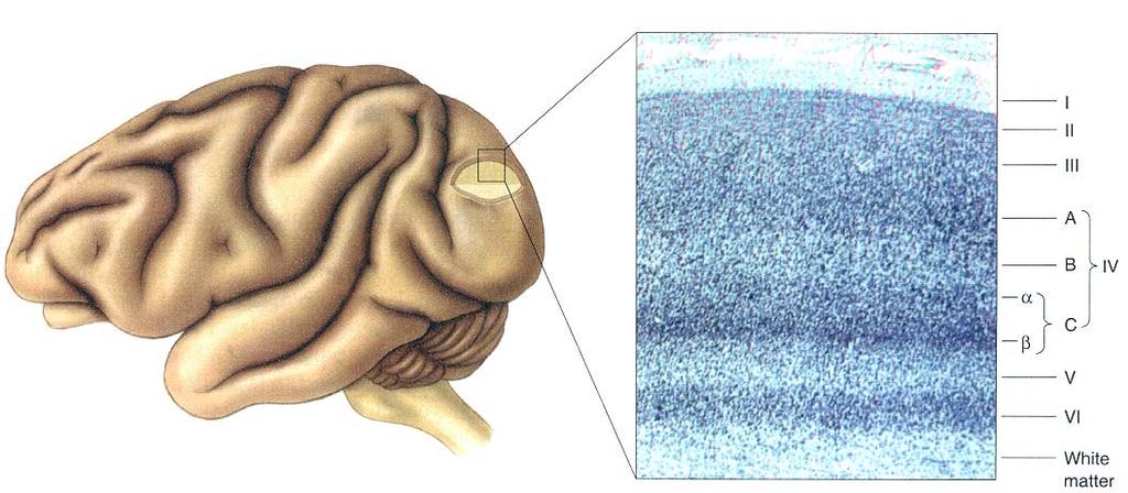 Cortex: 6 Schichten (Neocortex) Verarbeitung senkrecht zu den Schichten Ausgang zu anderen