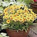 Sonnenblume Beliebte Garten-, Rabatten- und