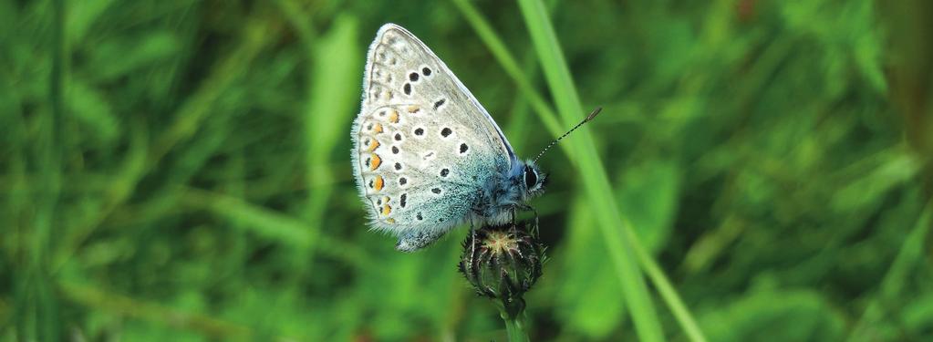 Was Schmetterlinge neben vielen anderen Eigenschaften so besonders macht, ist ihre Entwicklung vom Ei zur Raupe, zur Puppe und schließlich zum erwachsenen Schmetterling (Imago).
