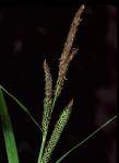 Gras aus botanischer und taxonomischer Sicht (II) Cyperaceae Riedgrasgewächse Gattungen