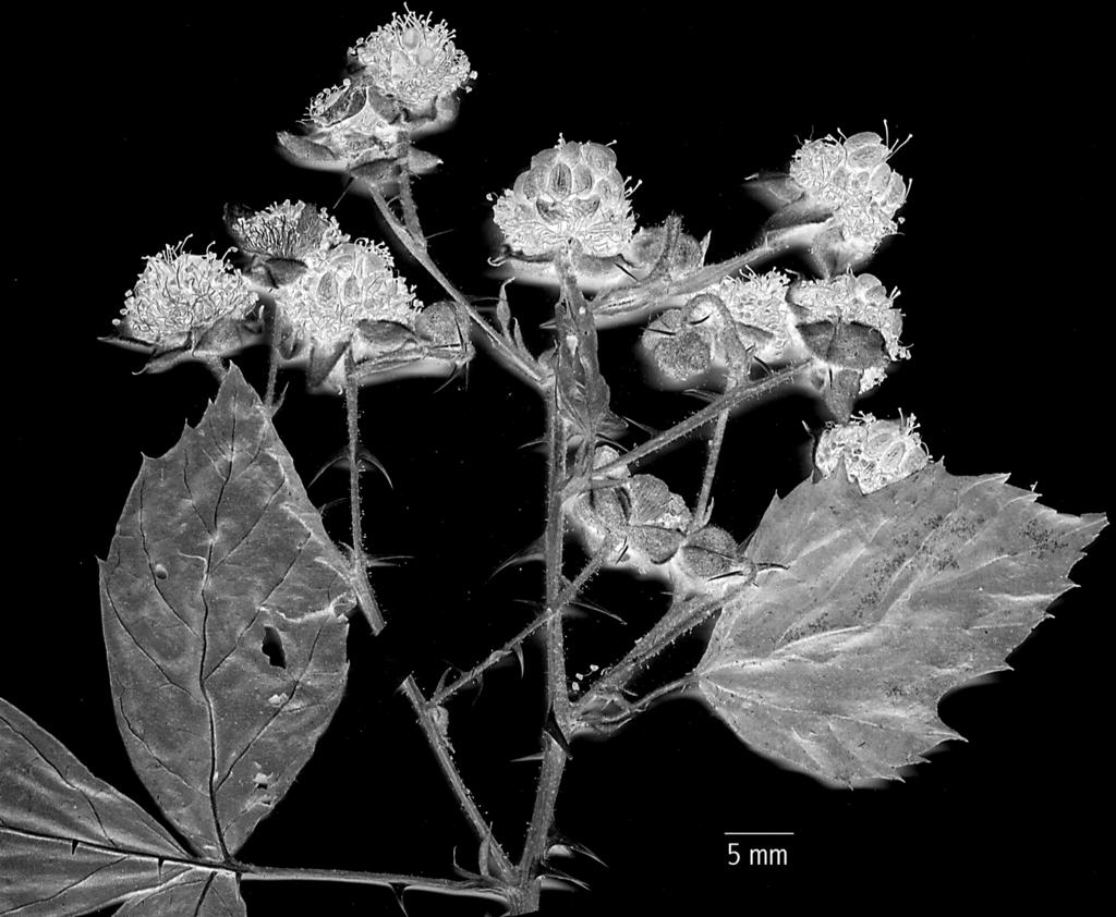 Eine neue Haselblattbrombeere Abb. 2: Rubus ehrnsbergeri. Oberer Teil des Blütenstands (Exemplar Weber 77.811.