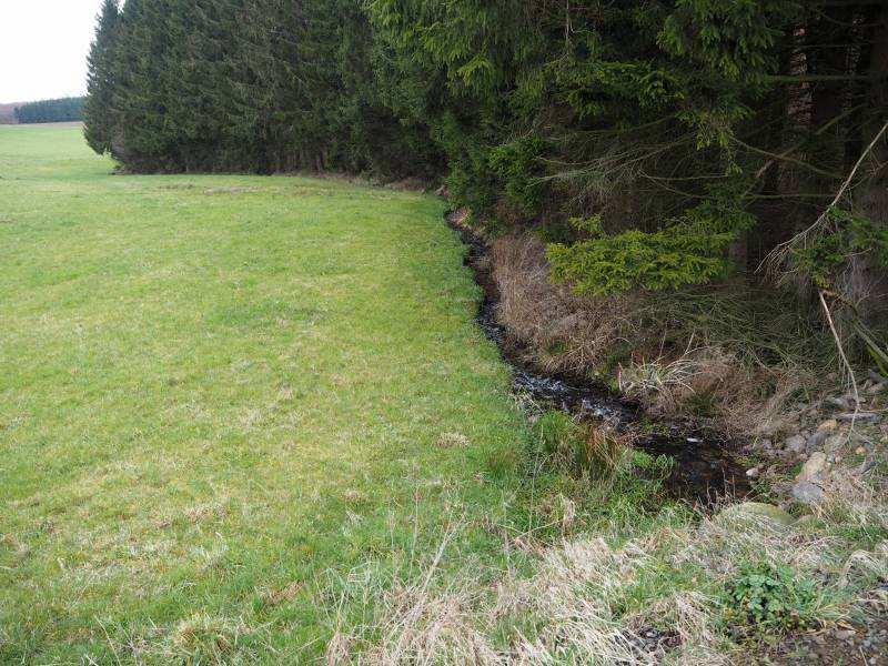 Maßnahmenvorschlag: Auentypischen Wald