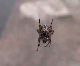 Radnetzspinnen Eine der bekanntesten und häufigsten Spinnenarten ist die Gartenkreuzspinne. Sie gehört zu den Radnetzspinnen, welche zum Teil sehr große, runde Fangnetze bauen.